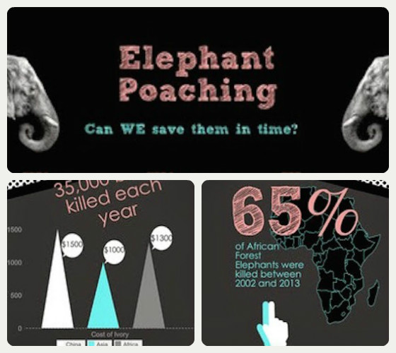 elephant info