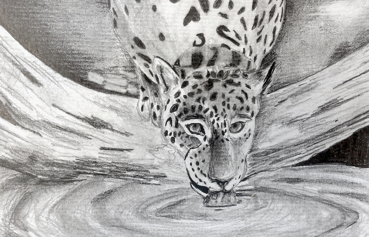 drawing of jaguar drinking