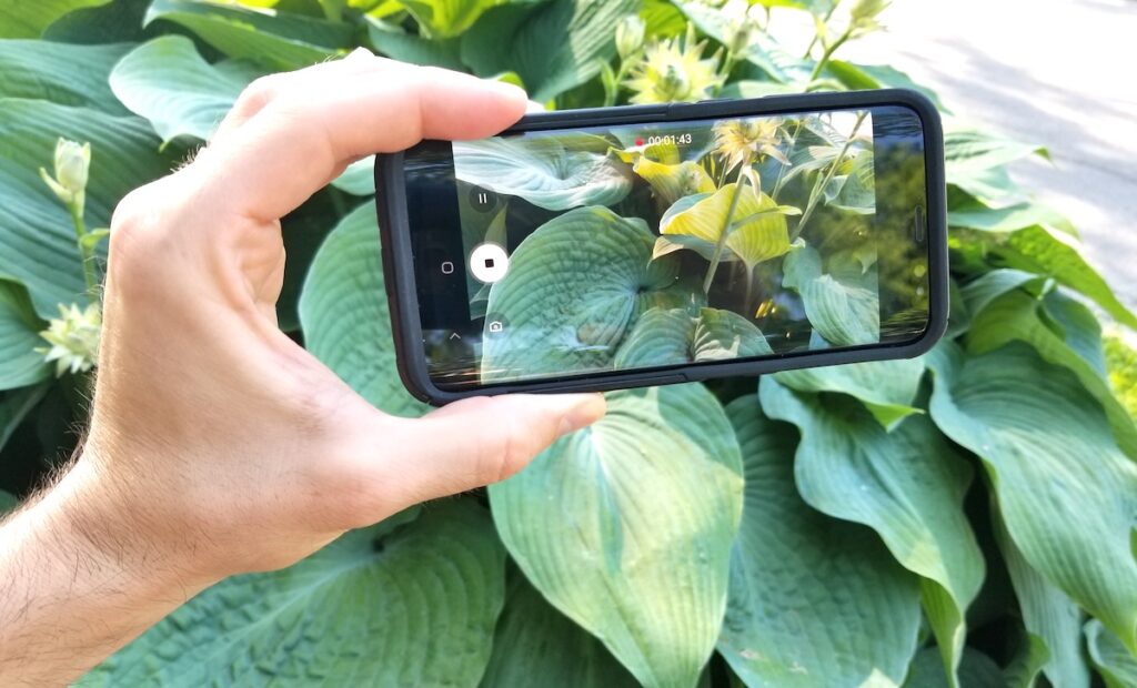 Image of a person holding their camera phone taking an image of a plant