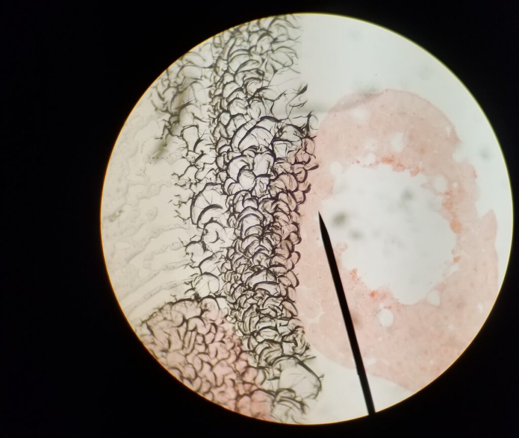 Image from microscope slide