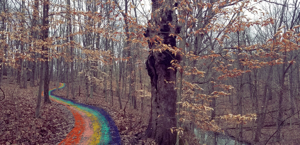 photo of woods by chelsea dipman with rainbow pathway drawn on top