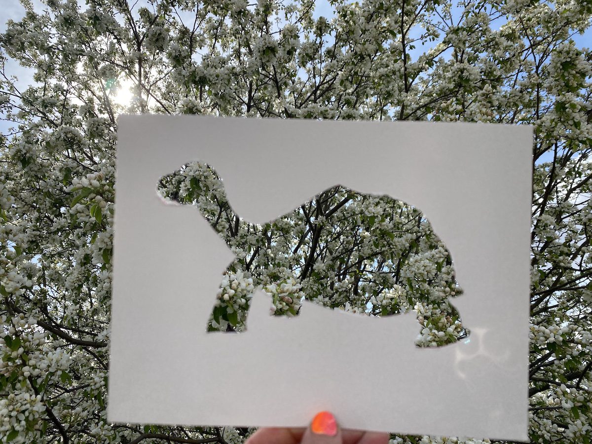 cut out of a turtle held up to a tree
