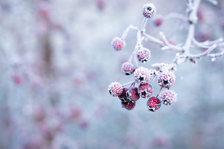 winter berry branch