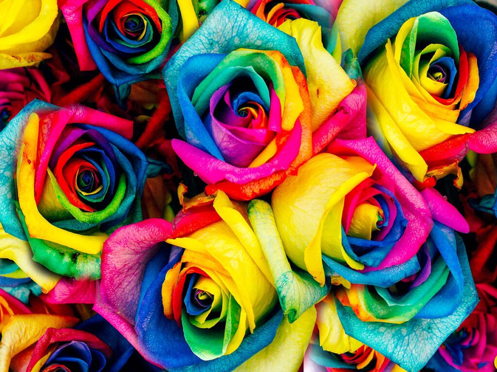 dyed roses