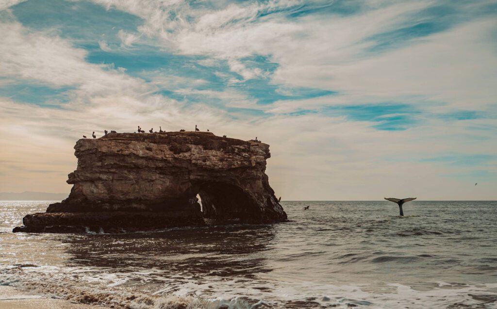 un cuento de ballenas