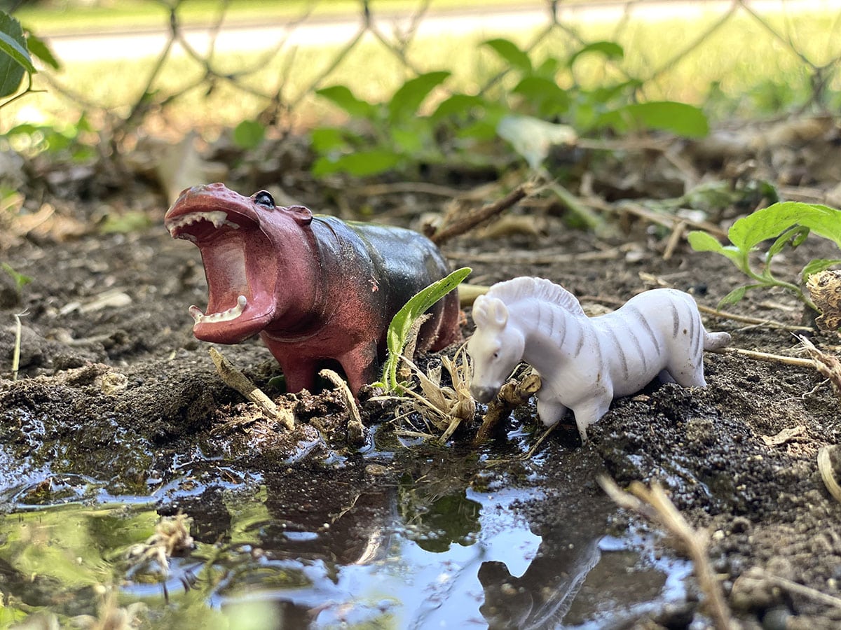 photo of two animal toys