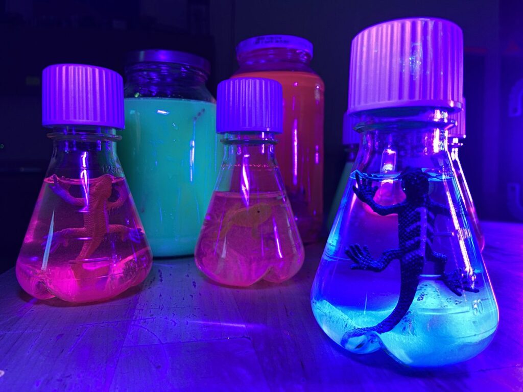 neon bottles with a blacklight