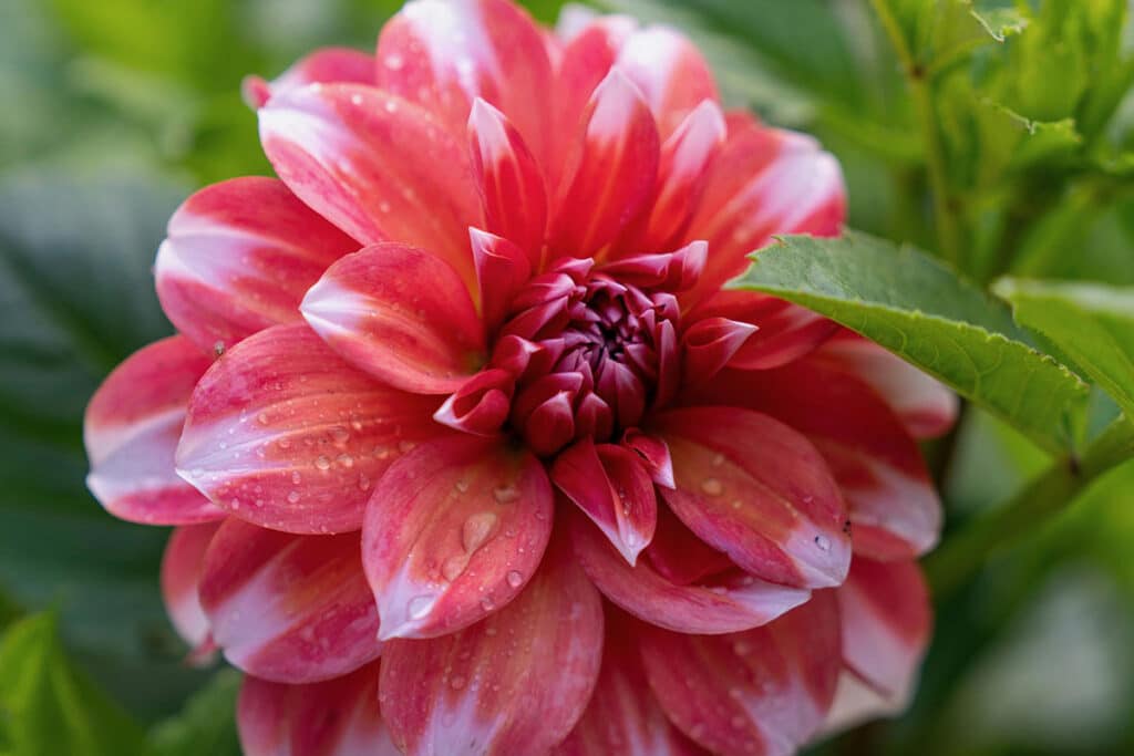 dahlia