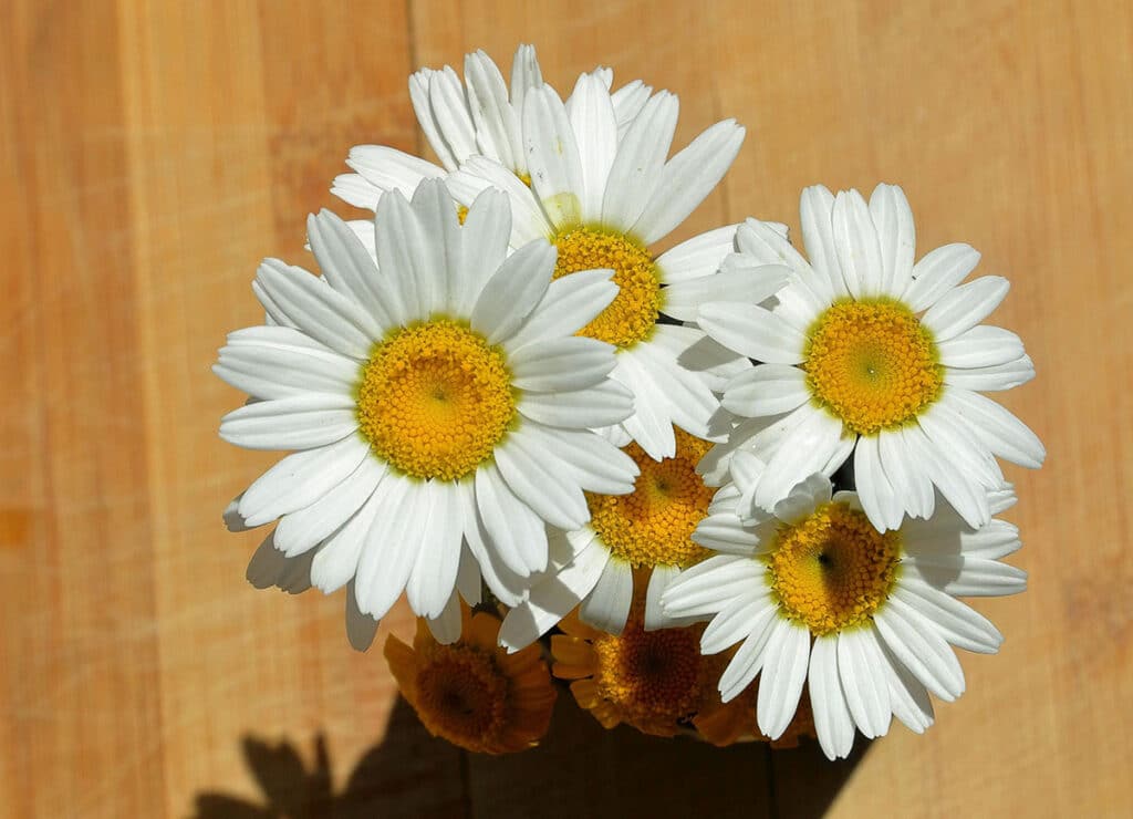 dasies