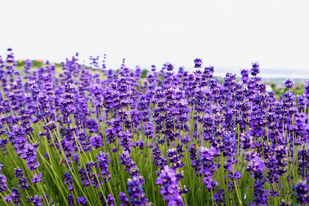 lavender