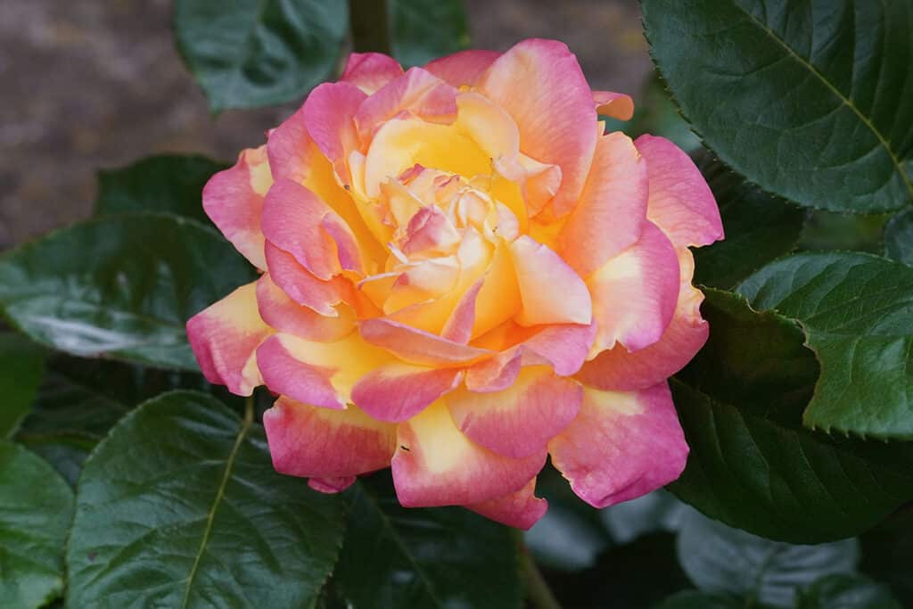 rose
