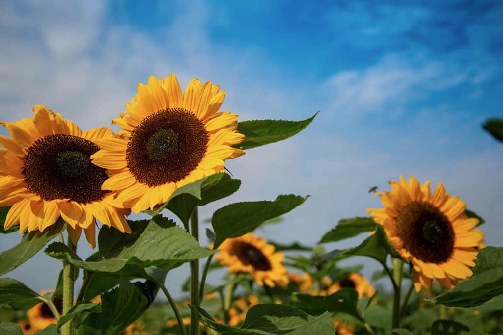 sunflower